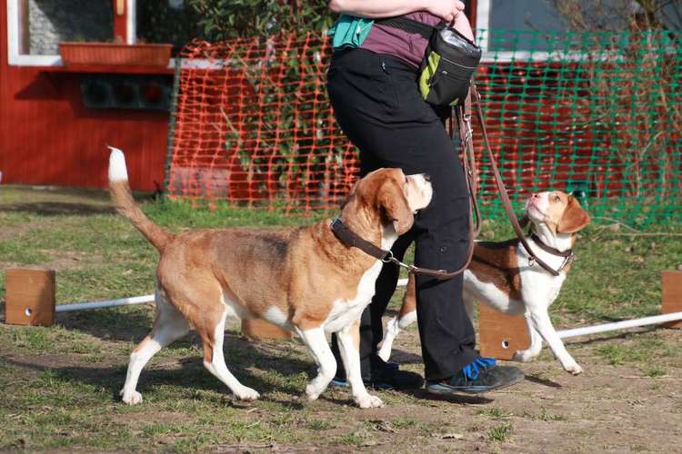 Hundeauslaufgebiet-Hundeschule ohne Worte-Bild