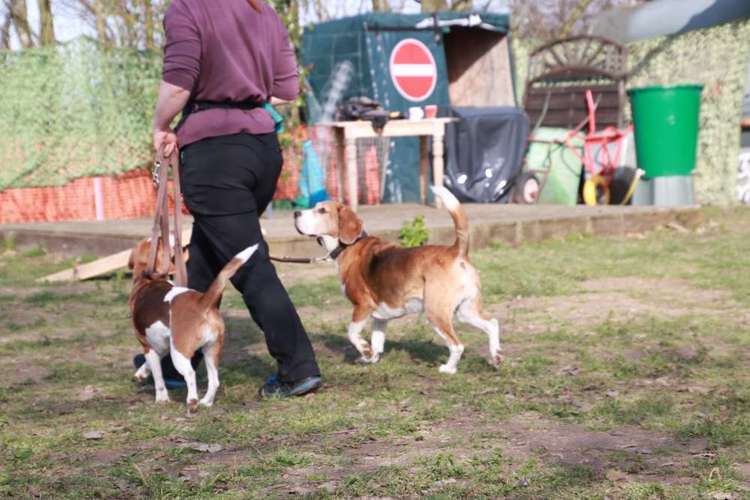 Hundeauslaufgebiet-Hundeschule ohne Worte-Bild