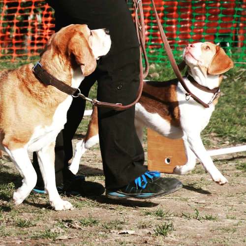 Hundeauslaufgebiet-Hundeschule ohne Worte-Bild