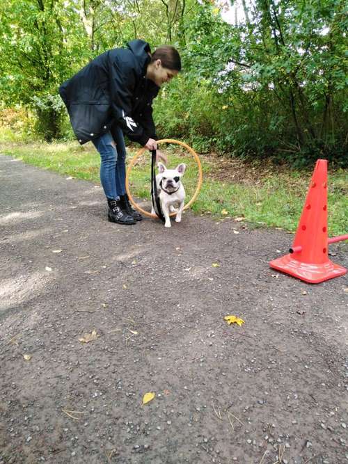 Hundeauslaufgebiet-Hundeschule ohne Worte-Bild