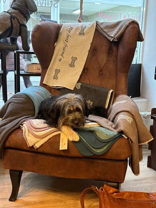 Hundeauslaufgebiet-Hundeliebe-Bild