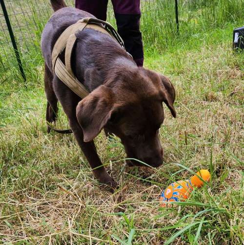 Hundeauslaufgebiet-Hundeschule BoLy-Bild