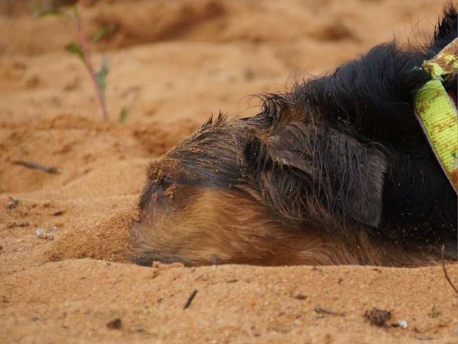 Hundeauslaufgebiet-Hundeschule BoLy-Bild