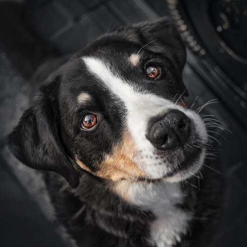 Hundeauslaufgebiet-PhotoGraphicDesign Franziska R.-Bild