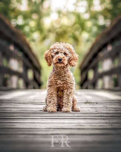 Hundeauslaufgebiet-PhotoGraphicDesign Franziska R.-Bild