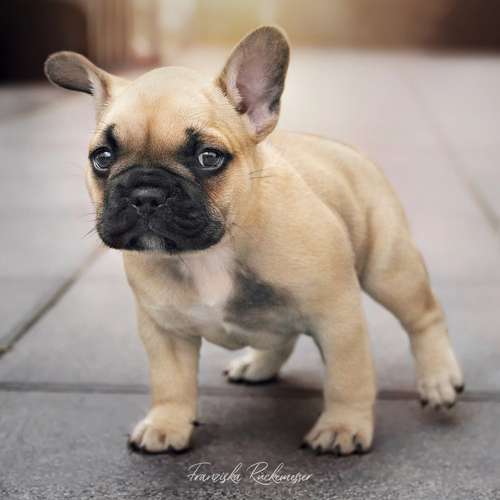 Hundeauslaufgebiet-PhotoGraphicDesign Franziska R.-Bild