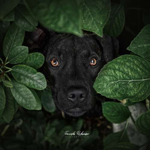 Hundeauslaufgebiet-PhotoGraphicDesign Franziska R.-Bild