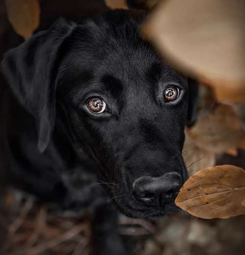 Hundeauslaufgebiet-PhotoGraphicDesign Franziska R.-Bild