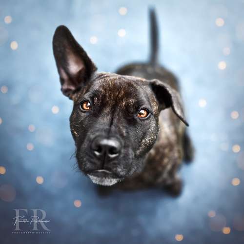 Hundeauslaufgebiet-PhotoGraphicDesign Franziska R.-Bild