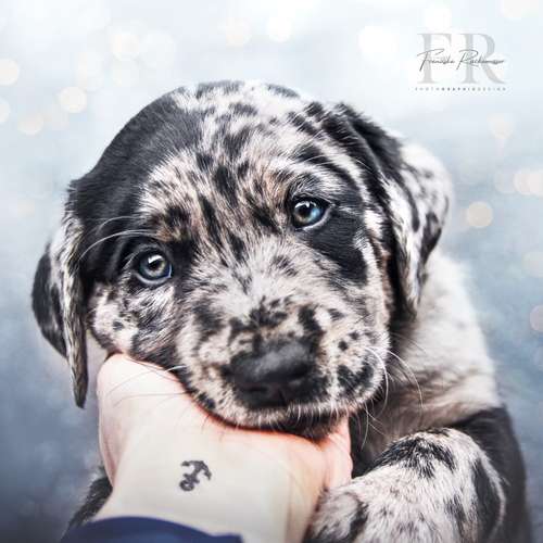 Hundeauslaufgebiet-PhotoGraphicDesign Franziska R.-Bild