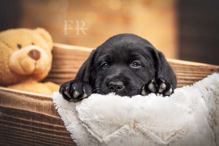 Hundeauslaufgebiet-PhotoGraphicDesign Franziska R.-Bild