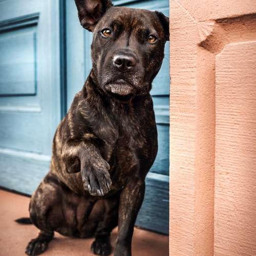 Hundeauslaufgebiet-PhotoGraphicDesign Franziska R.-Bild