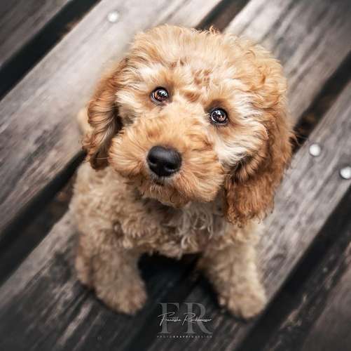 Hundeauslaufgebiet-PhotoGraphicDesign Franziska R.-Bild