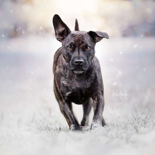 Hundeauslaufgebiet-PhotoGraphicDesign Franziska R.-Bild