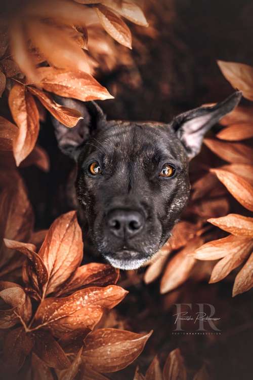 Hundeauslaufgebiet-PhotoGraphicDesign Franziska R.-Bild