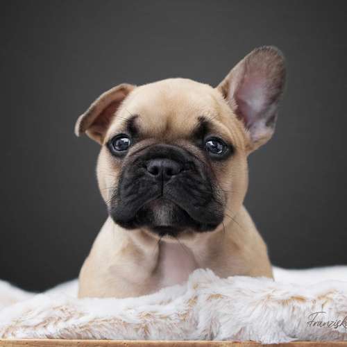 Hundeauslaufgebiet-PhotoGraphicDesign Franziska R.-Bild