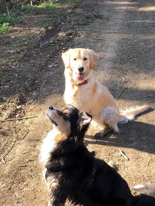 Hundeauslaufgebiet-Teuto Bello-Bild