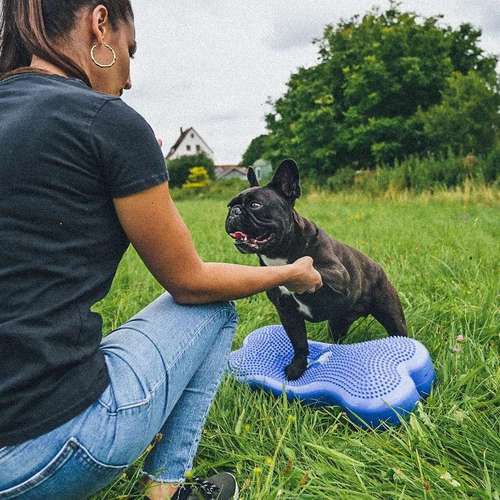 Hundeauslaufgebiet-FITBUDDYS Hundephysio & Ernährung-Bild