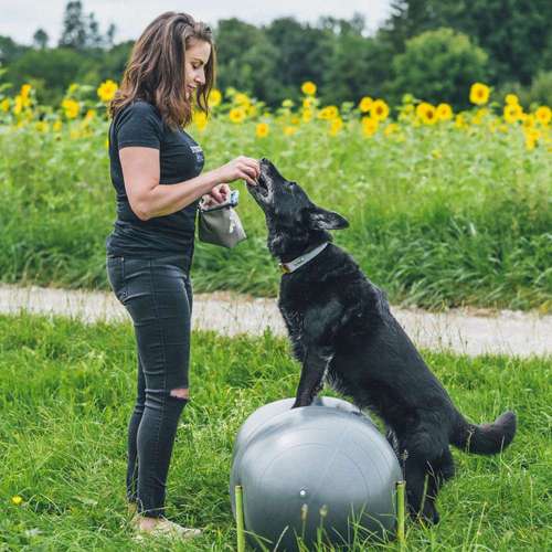 Hundeauslaufgebiet-FITBUDDYS Hundephysio & Ernährung-Bild