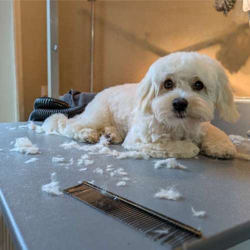 Hundeauslaufgebiet-KAHU Hundesalon-Bild