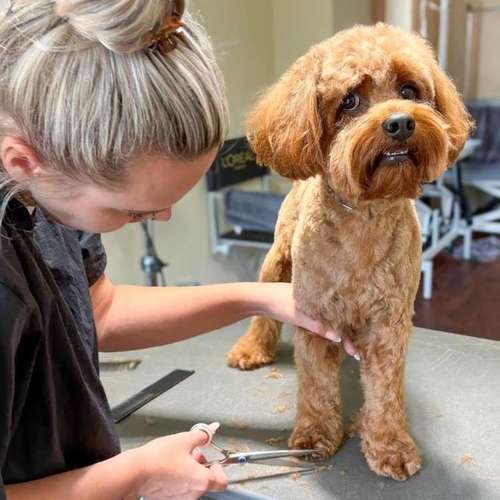 Hundeauslaufgebiet-KAHU Hundesalon-Bild