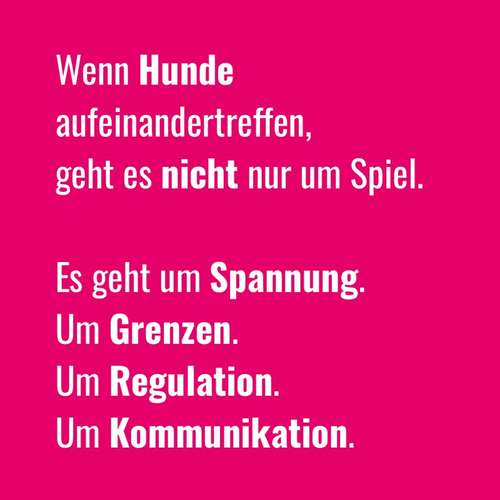 Hundeauslaufgebiet-BetterDogether-Bild