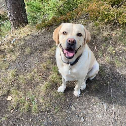 Hundeauslaufgebiet-Hundeschule Madeleine Richter-Bild