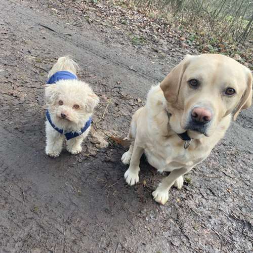 Hundeauslaufgebiet-Hundeschule Madeleine Richter-Bild