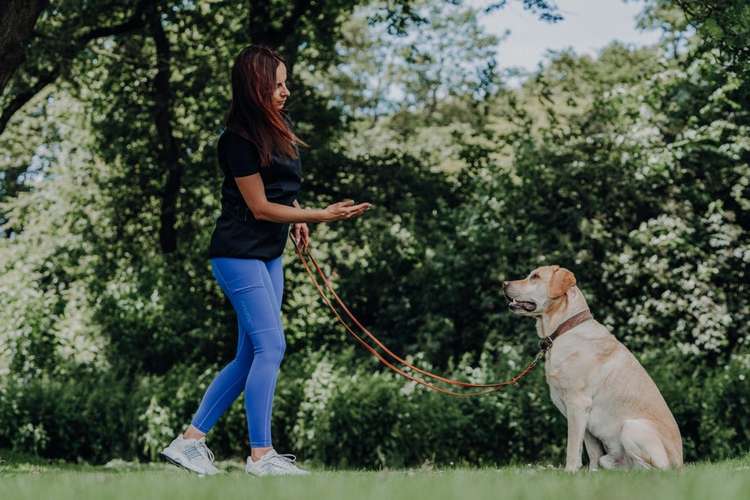 Hundeauslaufgebiet-Kynoharmony - Carinas Hundeakademie-Bild