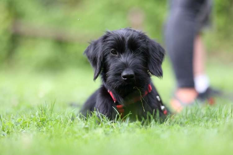 Hundeauslaufgebiet-Kynoharmony - Carinas Hundeakademie-Bild