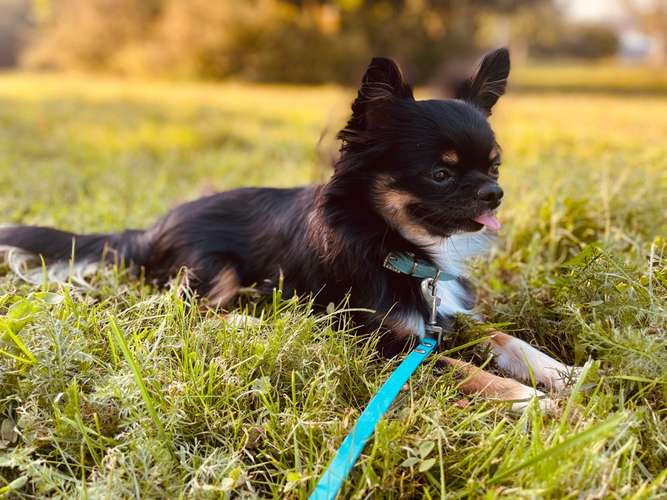 Hundeauslaufgebiet-Kynoharmony - Carinas Hundeakademie-Bild