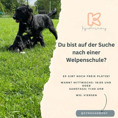 Hundeauslaufgebiet-Kynoharmony - Carinas Hundeakademie-Bild