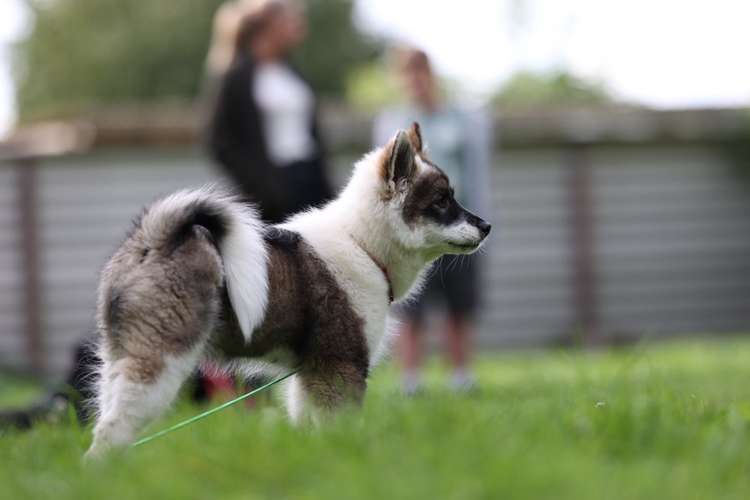 Hundeauslaufgebiet-Kynoharmony - Carinas Hundeakademie-Bild