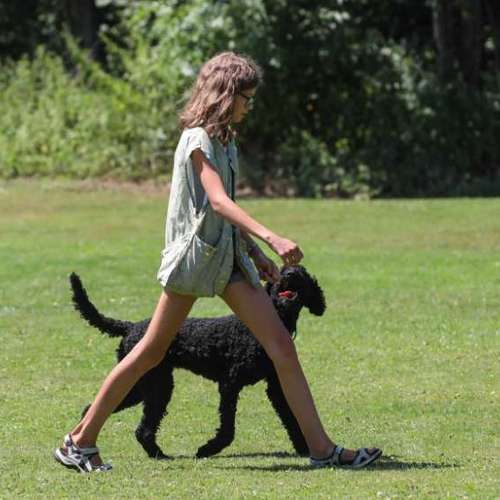 Hundeauslaufgebiet-SVÖ Bad Hall-Bild