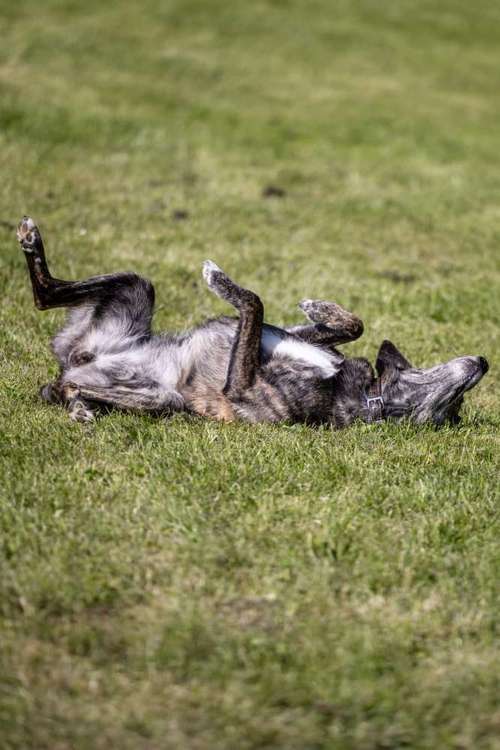 Hundeauslaufgebiet-VZMountainDogs-Bild