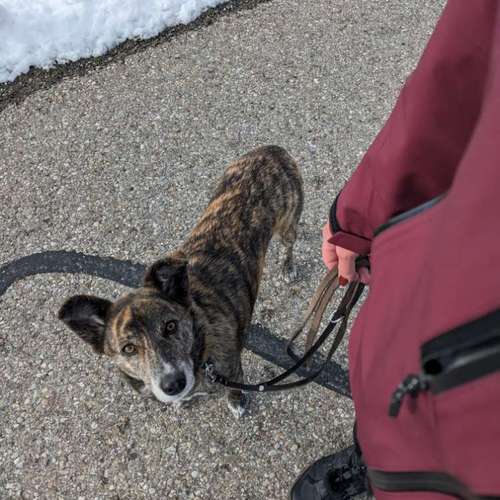 Hundeauslaufgebiet-VZMountainDogs-Bild
