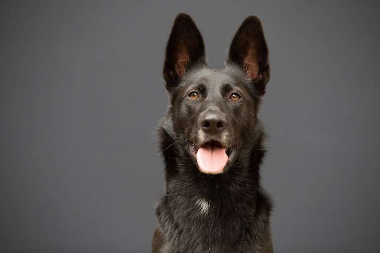 Hundeauslaufgebiet-Juliane Meyer-Bild
