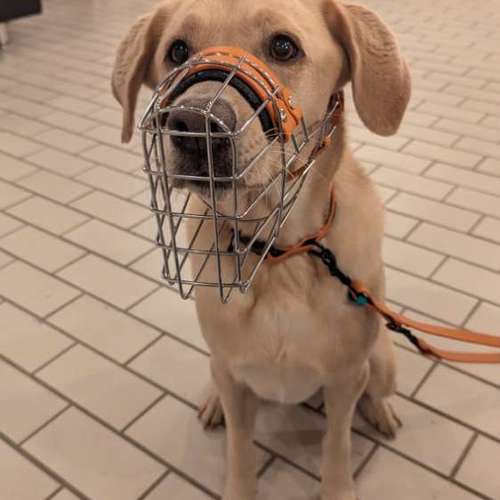 Hundeauslaufgebiet-Hundherum Wesseling-Bild