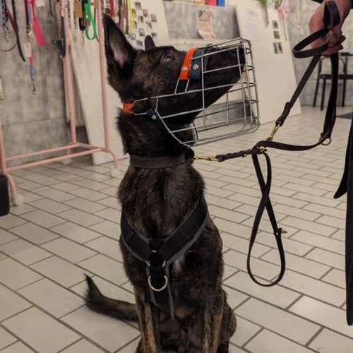 Hundeauslaufgebiet-Hundherum Wesseling-Bild