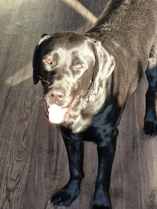 Hundeauslaufgebiet-THP Gutjahr-Bild