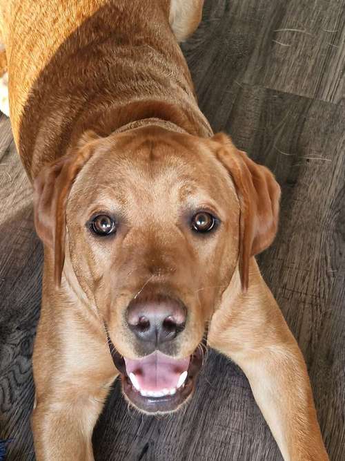 Hundeauslaufgebiet-Ernährungscoach Friebe-Bild