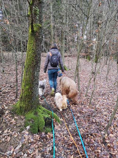 Hundeauslaufgebiet-Abenteuer:Hund-Bild