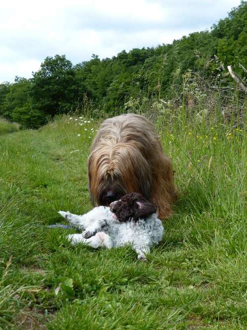 Hundeauslaufgebiet-Abenteuer:Hund-Bild