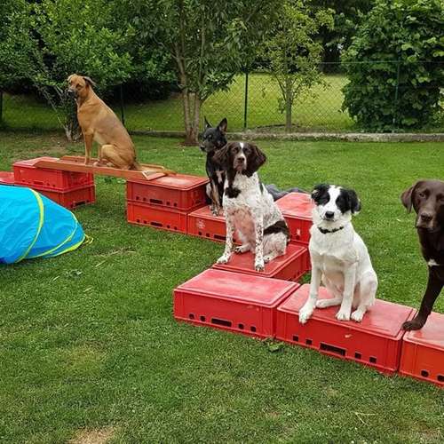 Hundeauslaufgebiet-Hundezentrum Welpengarten-Bild