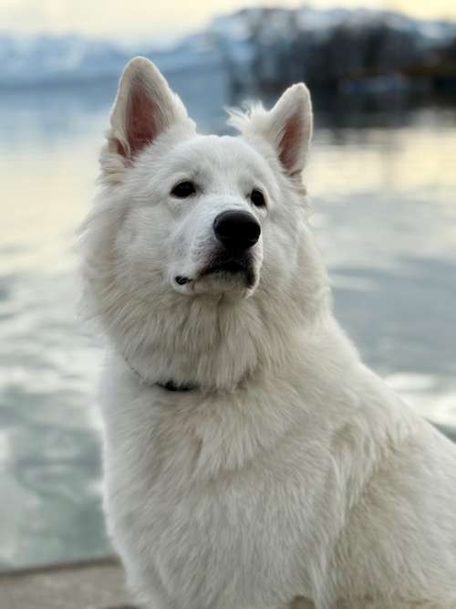 Hundeauslaufgebiet-SOUL-WHISPER-Bild