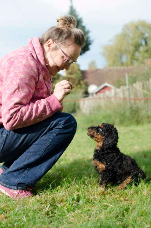 Hundeauslaufgebiet-TierMotiv | Training & Coaching mit System-Bild