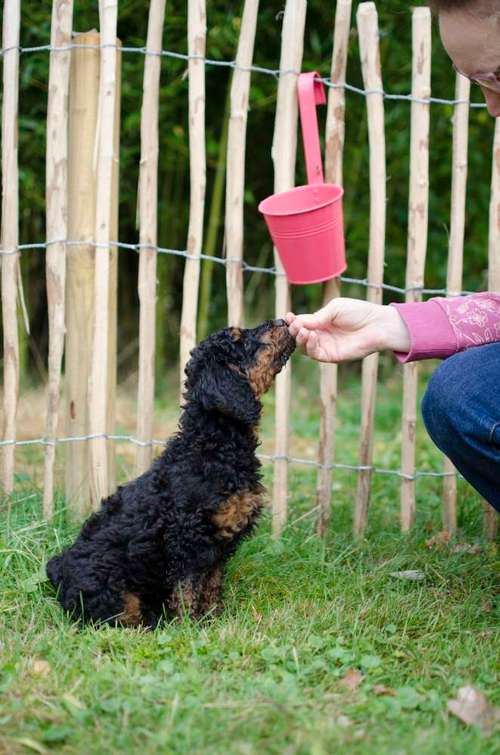 Hundeauslaufgebiet-TierMotiv | Training & Coaching mit System-Bild