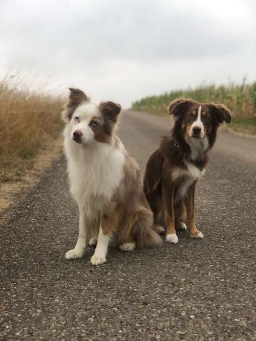 Hundeauslaufgebiet-Calufa Helmer-Bild