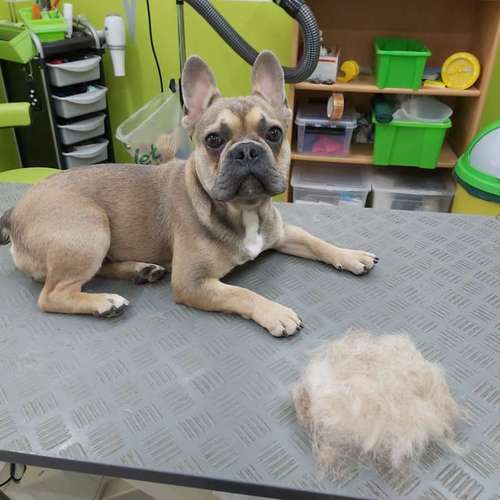 Hundeauslaufgebiet-Fell-issimo Hunde- & Katzensalon-Bild
