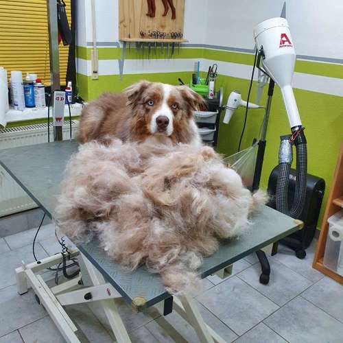 Hundeauslaufgebiet-Fell-issimo Hunde- & Katzensalon-Bild